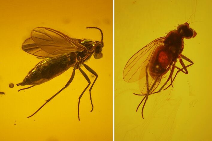 Two Fossil Flies (Diptera) In Baltic Amber #150720